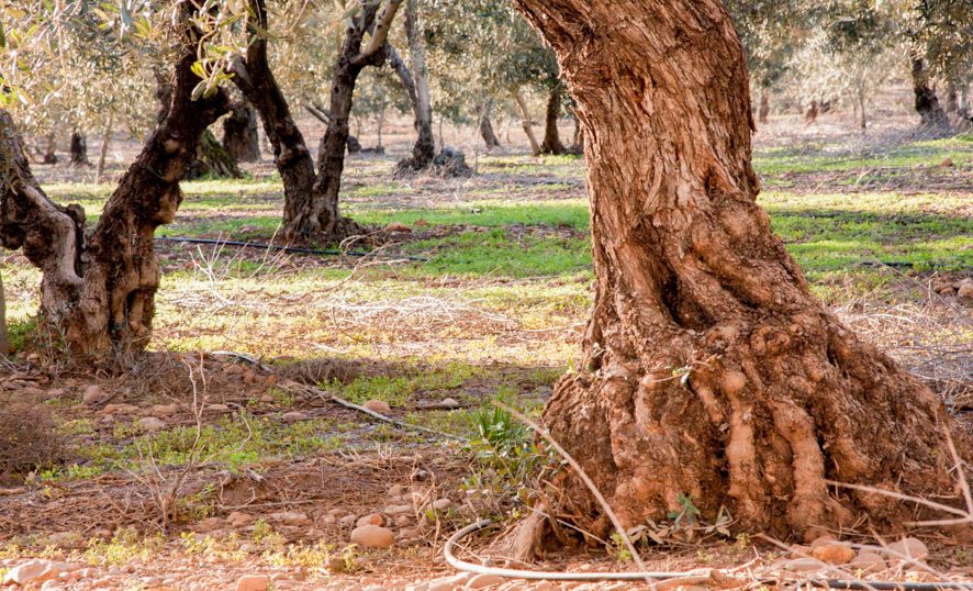 Dos troncos de olivo en un olivar regado por goteo, el de la derecha muy engrosado y con las raíces asomando sobre la tierra