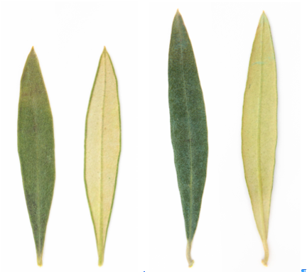 Cuatro hojas de olivo enfrentadas por parejas, cada una con el haz verde oscuro al lado de su envés blanquecino