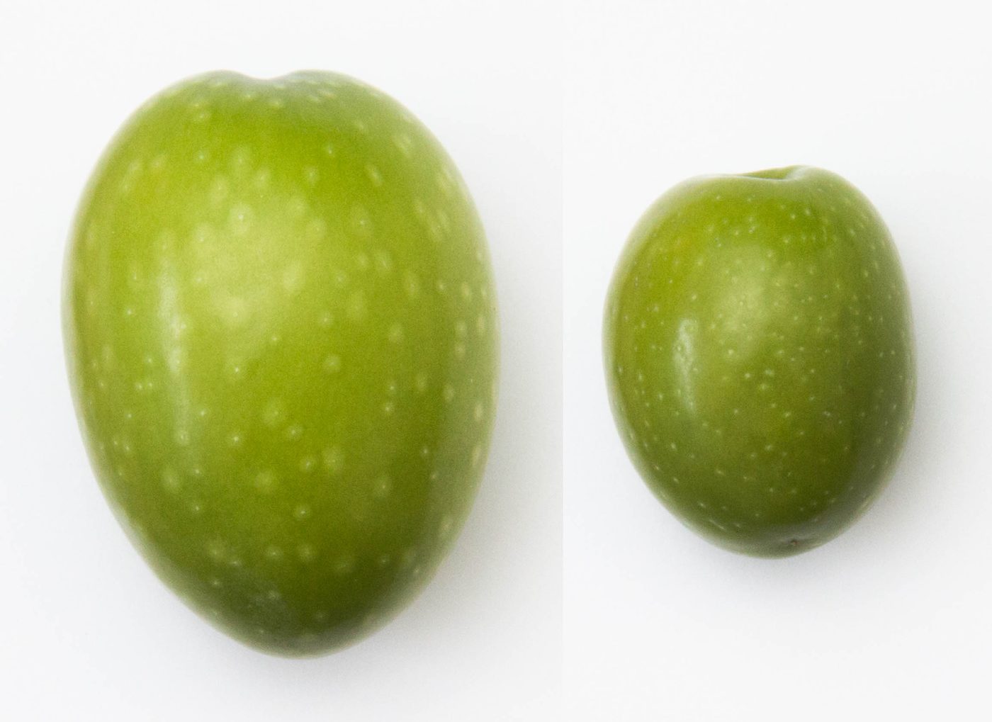 Las dos variedades enteras, una al lado de otra: la Gordal, alargada y con el ápice apuntado, junto a la Manzanilla, redondeada