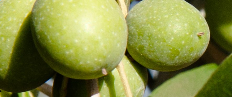 Aceitunas verdes en la rama, vistas de cerca, con el ápice redondeado hacia el observador