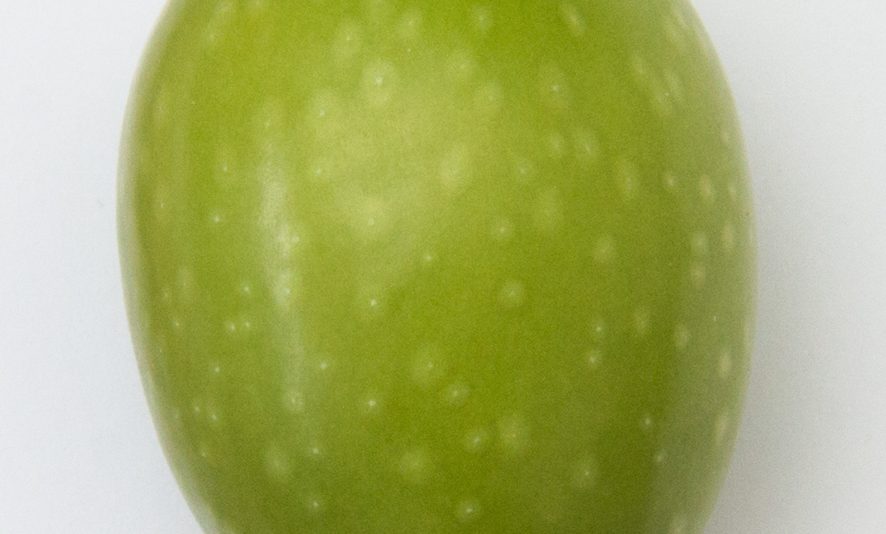 Piel de una aceituna verde a mucho aumento, cubierta de lenticelas blancas