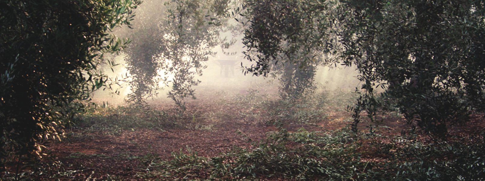 Olivar entre la niebla del amanecer