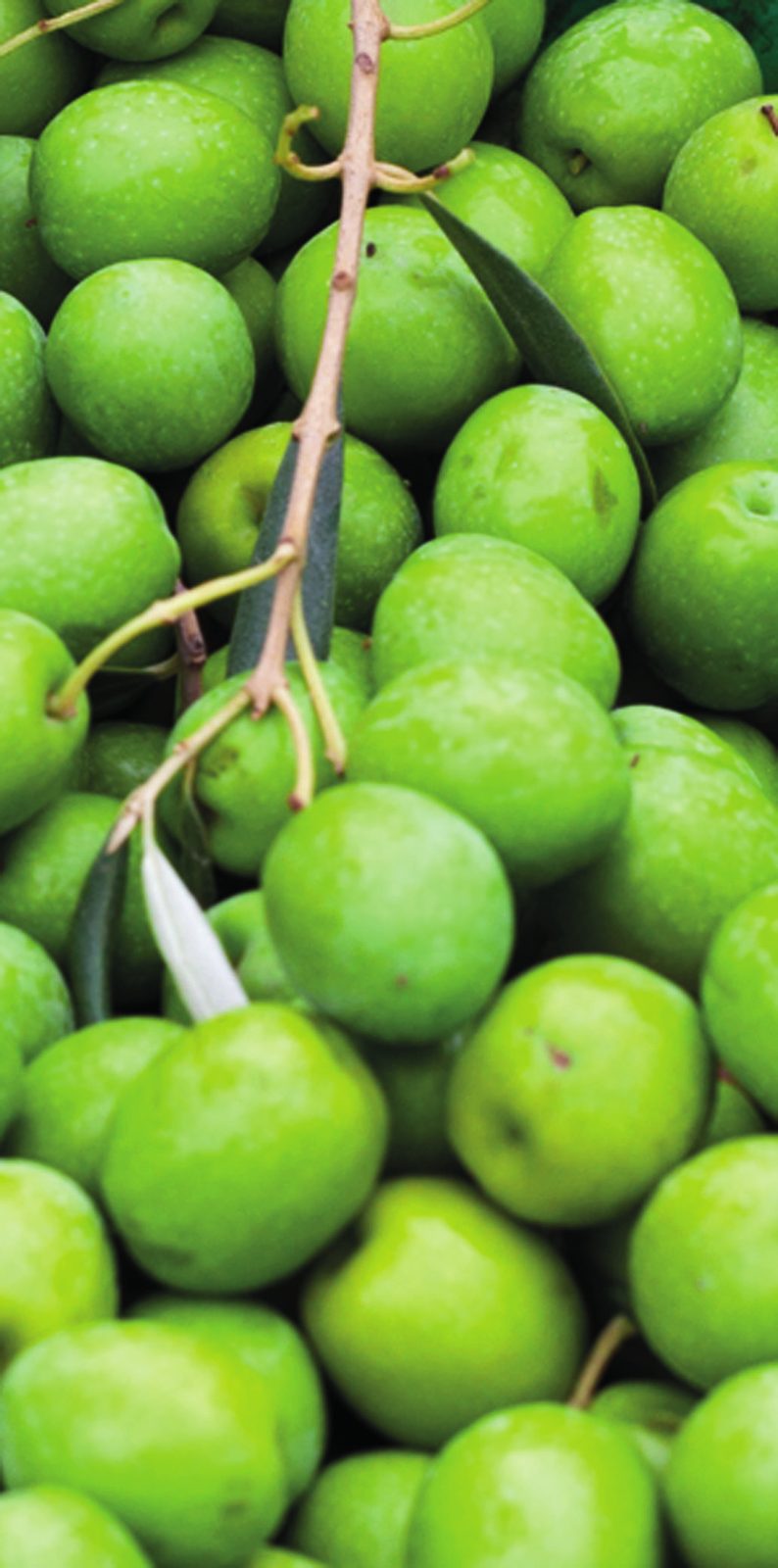 Aceitunas verdes apretadas en la rama