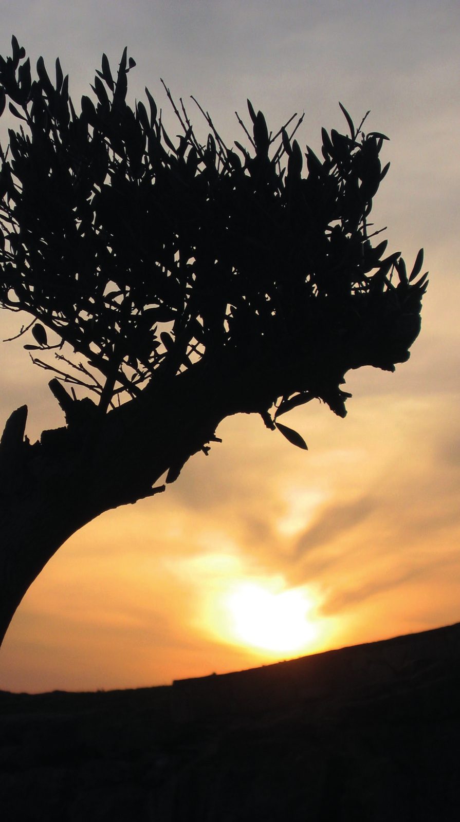Olivo recortado a contraluz contra el cielo del atardecer