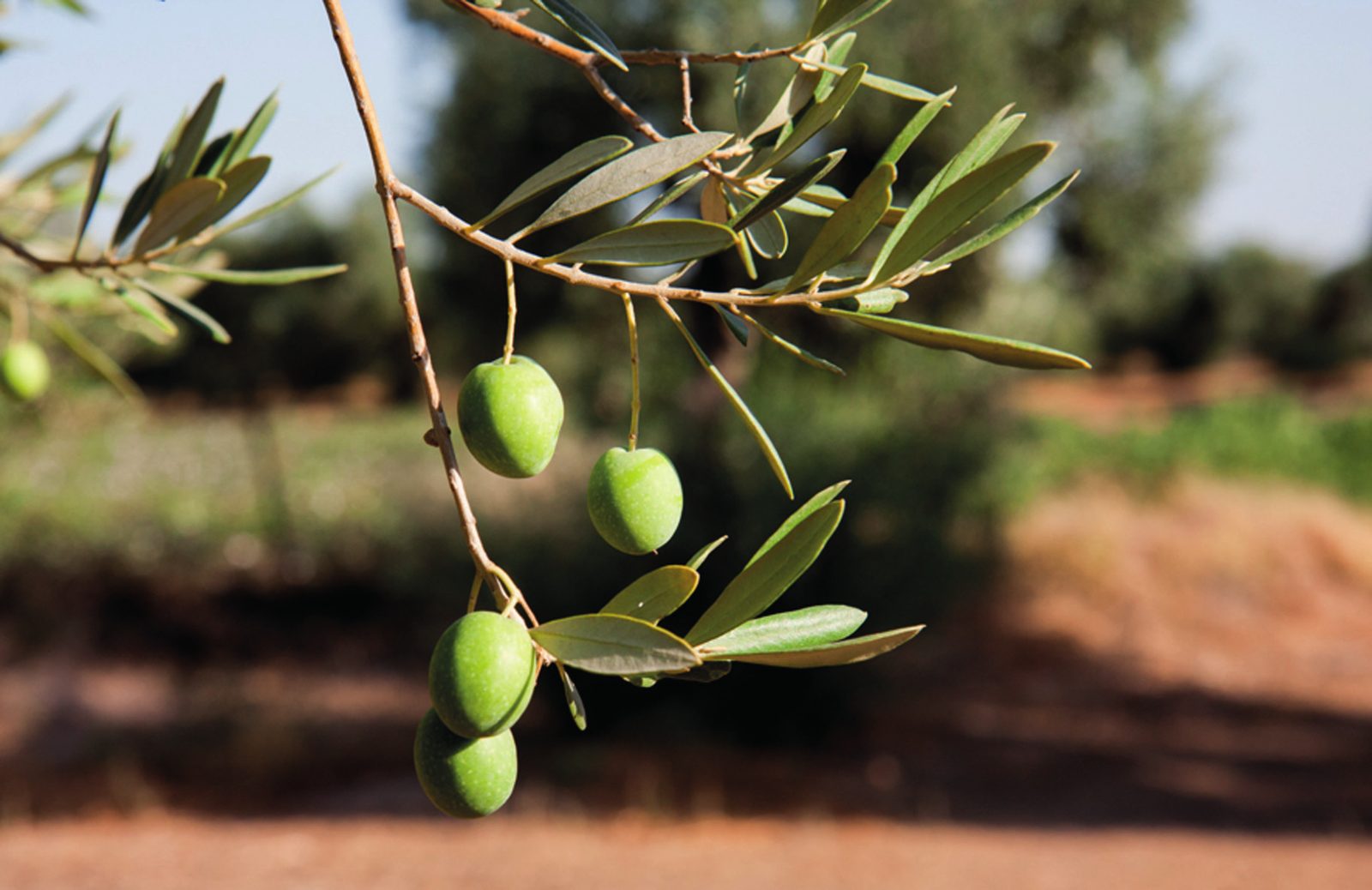 Rama de olivo con aceitunas, con el olivar al fondo