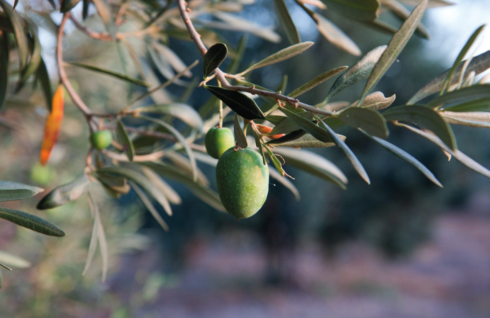 Aceituna en la rama, en primer plano