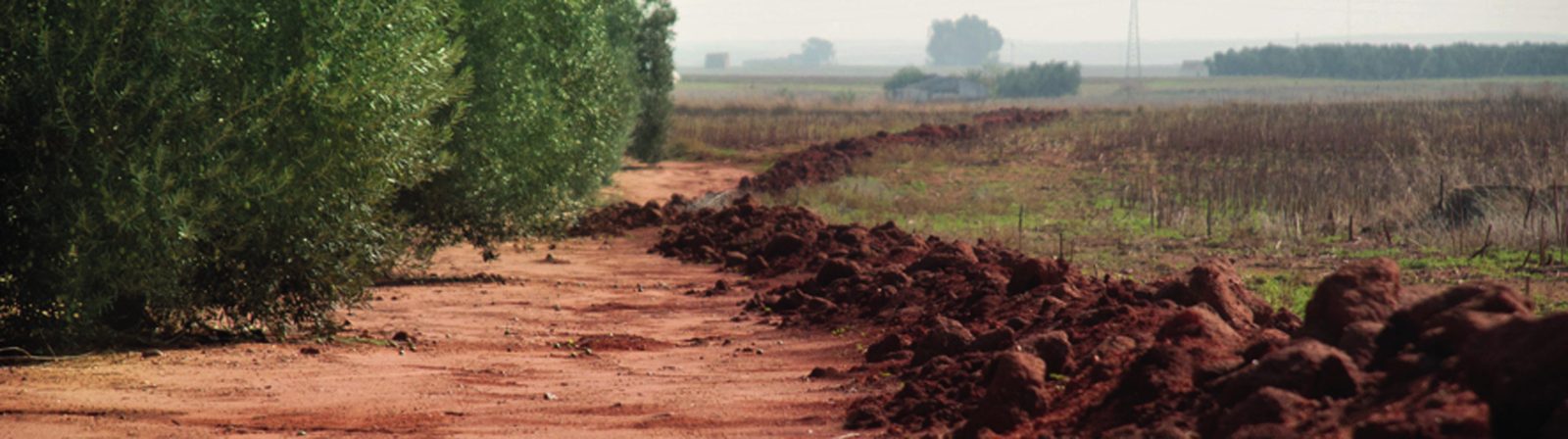 Olivar sobre tierra roja labrada
