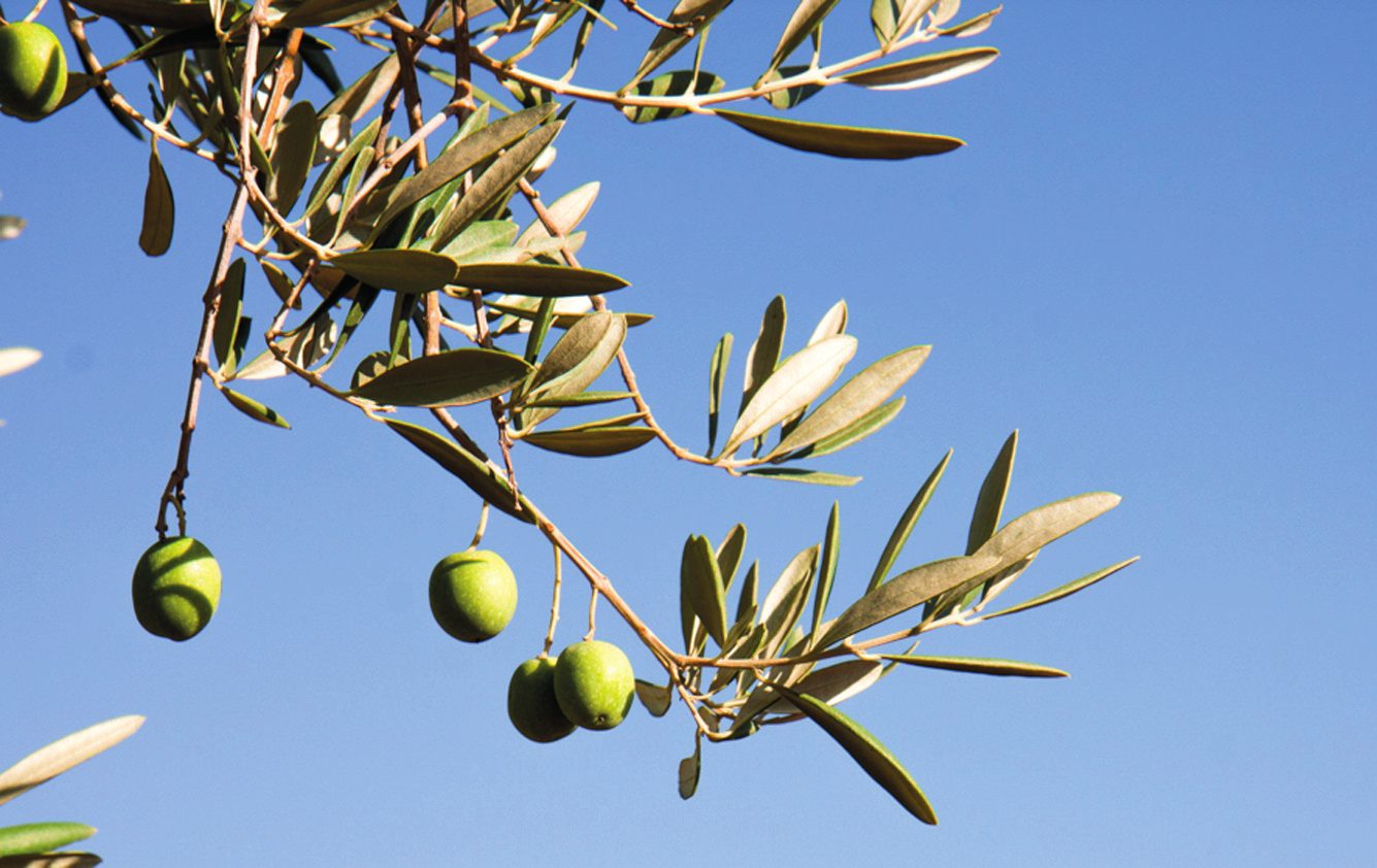Rama con aceitunas contra el cielo azul