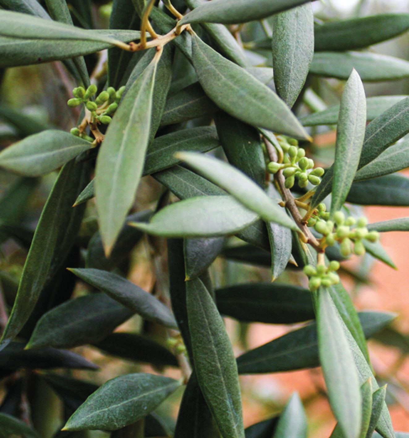 Ramas de olivo con los brotes de la flor