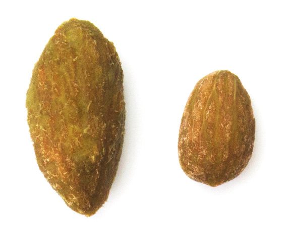 Dos huesos de aceituna, comparados por su tamaño