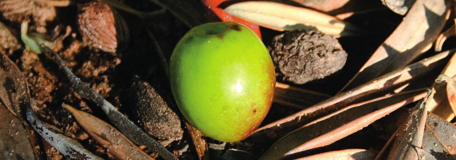 Aceituna verde sobre la hojarasca del suelo