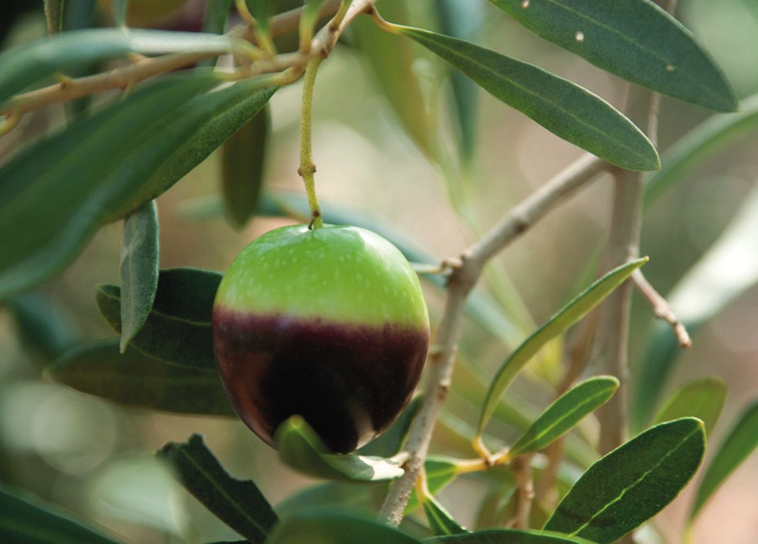 Aceituna en envero, con media cara morada