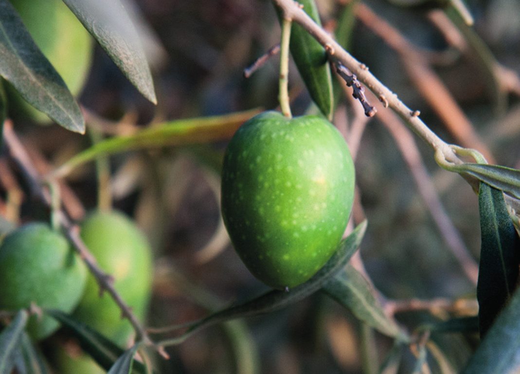 Aceituna verde en la rama