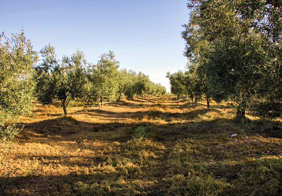 Olivar labrado con las sombras largas de los olivos