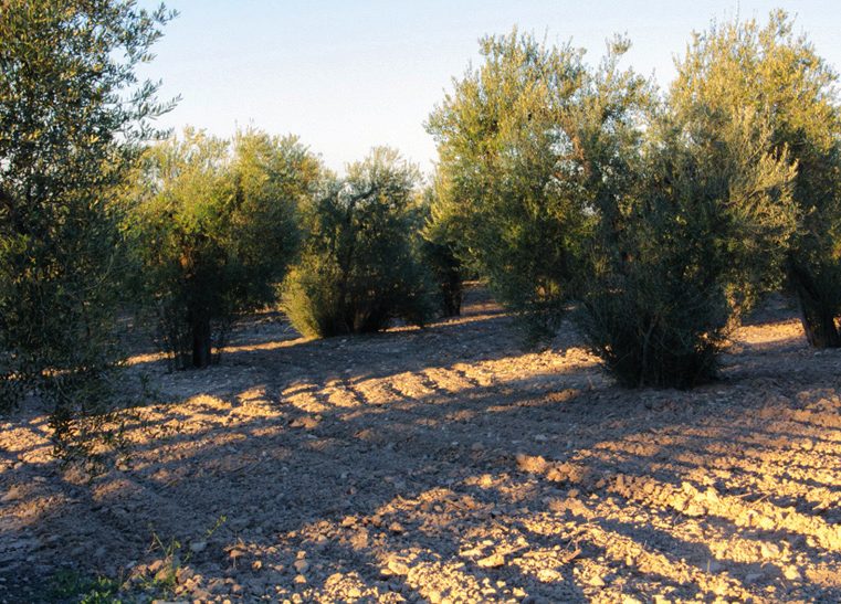 Suelo trabajado del olivar al atardecer
