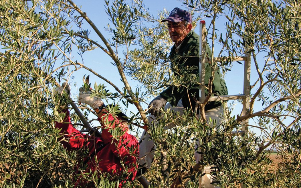 Poda en marcha, con las ramas cortadas en el suelo