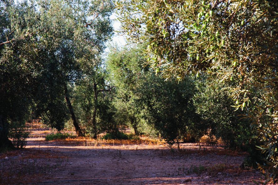 Olivar con vegetación entre las calles