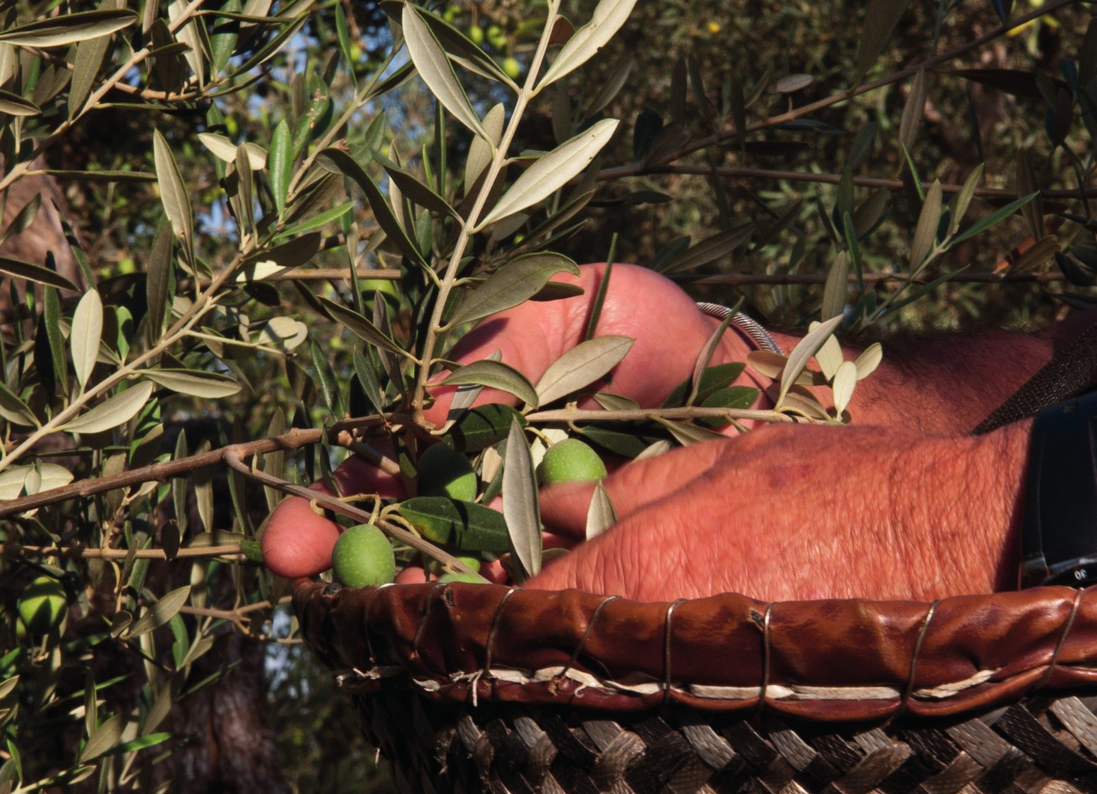 Aceitunas recién cogidas en una cesta, con una rama de olivo encima