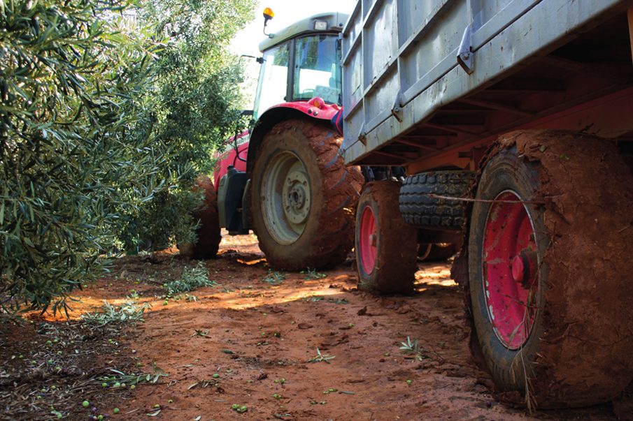 Tractor con remolque en el olivar