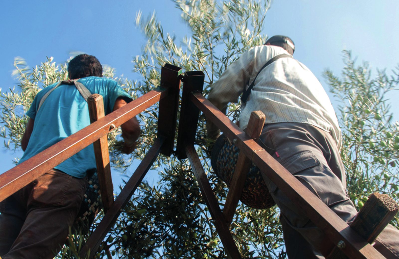 Moviendo un banco entre los olivos