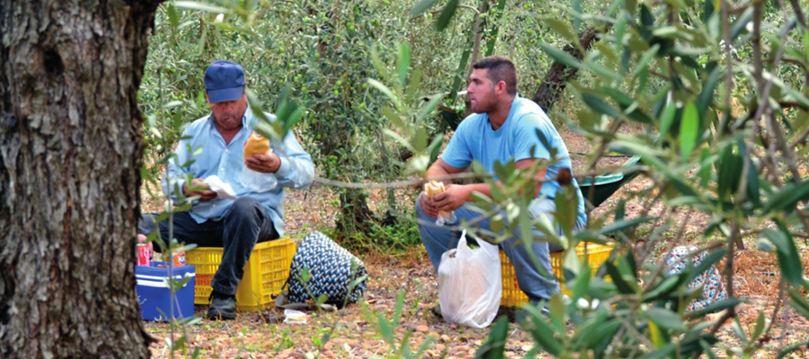 El descanso, sentados al pie de los olivos