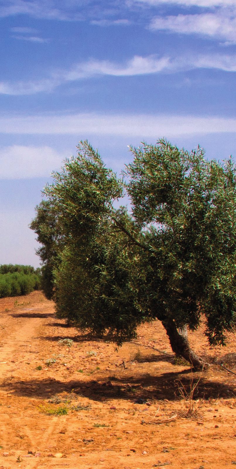 Olivo aislado en el campo