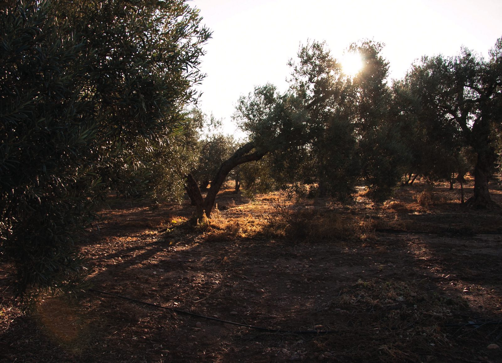 Olivar a contraluz al final del día