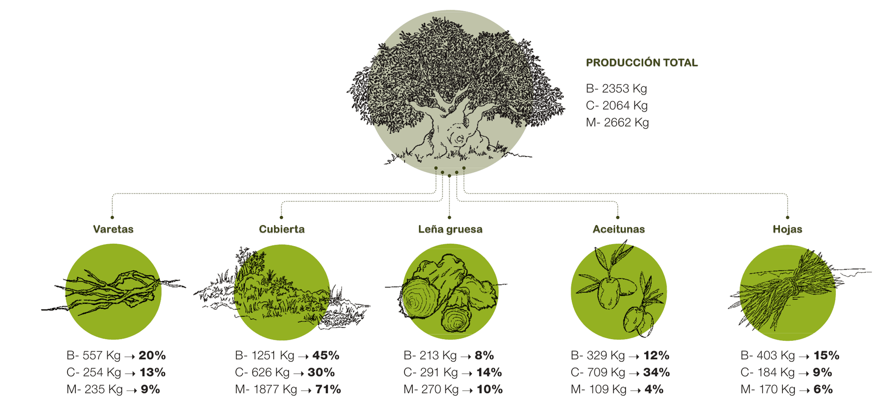 Esquema de un olivo dibujado a plumilla dentro de un círculo verde, del que cuelgan cinco círculos con los productos del agroecosistema: varetas, cubierta, leña gruesa, aceitunas y hojas, cada uno con los kilos y el porcentaje de Baena, Castilleja de la Cuesta y Montefrío.